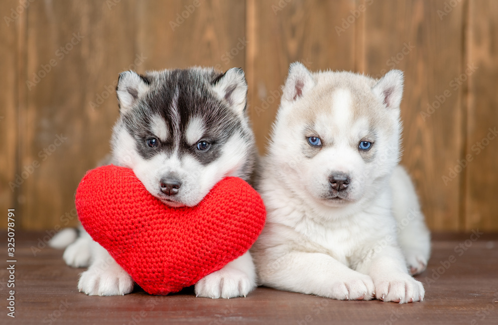 Fototapeta premium Two siberian husky puppies lie with red heart on wooden background