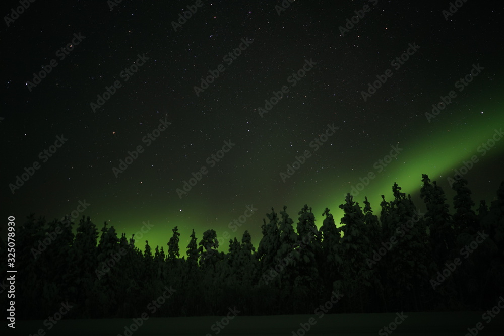 Aurora Borealis with trees