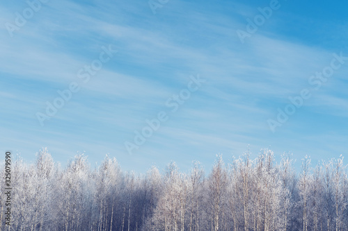 Snowy frozen forest in sunny winter day in Siberia