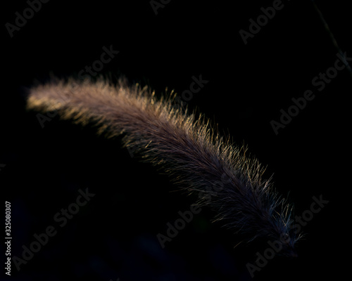 feather on black background