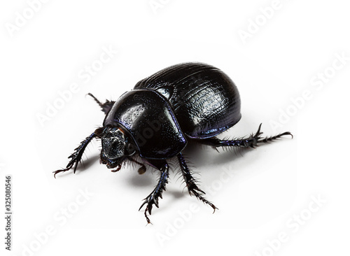 Forest dung beetle on a white background close-up