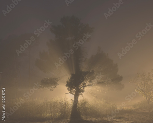 tree in fog