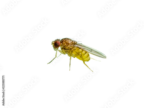 Drosophila Fruit Fly Diptera Parasite Insect Isolated on White Background