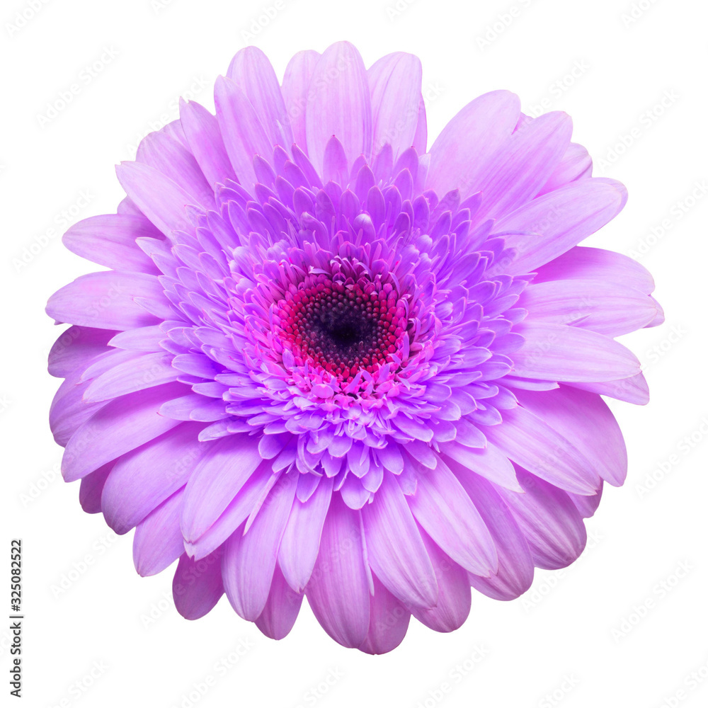 Flower violet gerbera isolated on white background. Summer. Spring. Flat lay, top view. Love. Valentine's Day