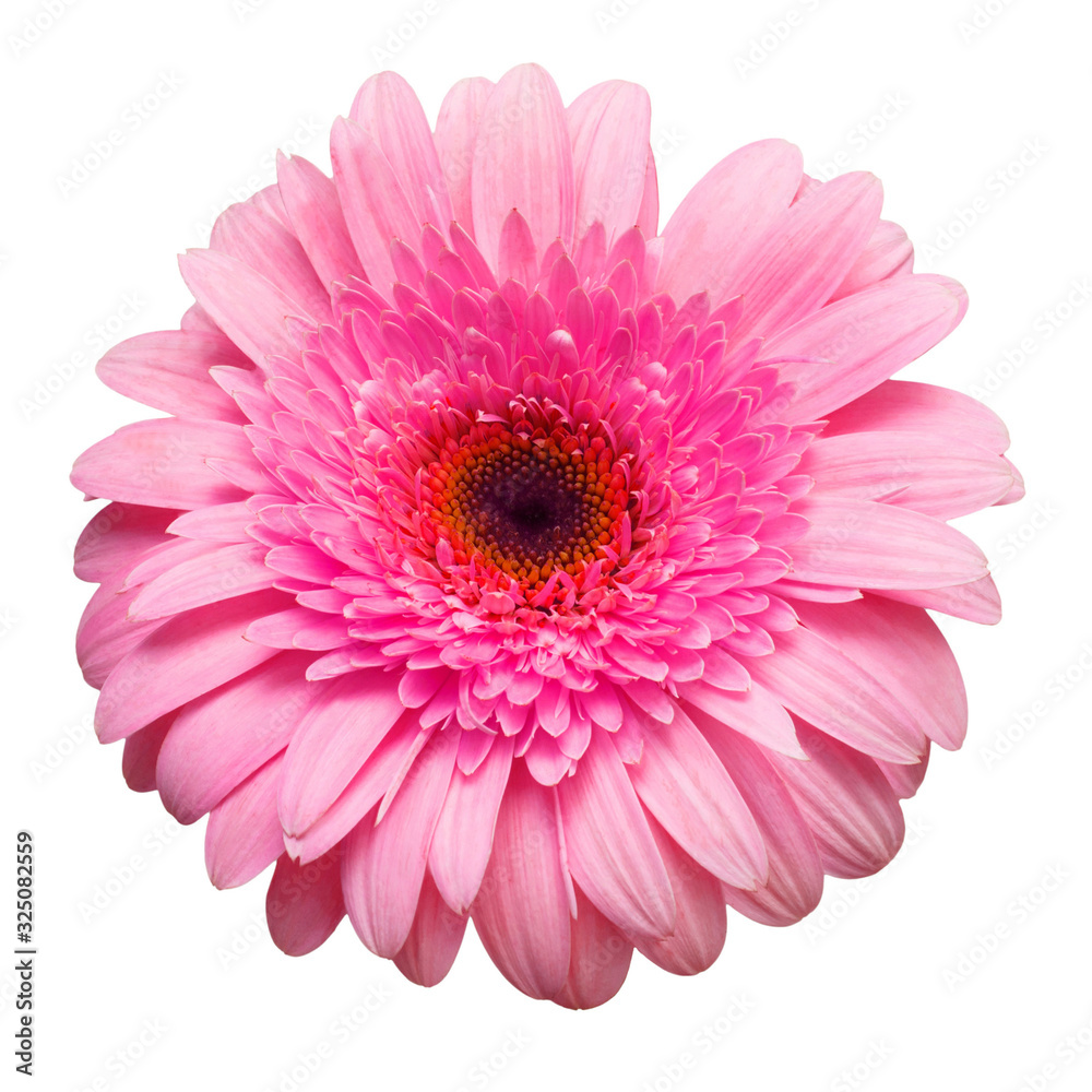 Flower pink gerbera isolated on white background. Summer. Spring. Flat lay, top view. Love. Valentine's Day Flower pink gerbera isolated on white background. Summer. Spring. Flat lay, top view. Love. Valentine's Day