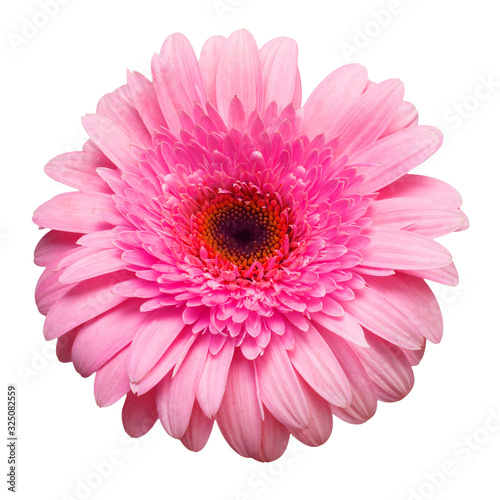 Flower pink gerbera isolated on white background. Summer. Spring. Flat lay  top view. Love. Valentine s Day