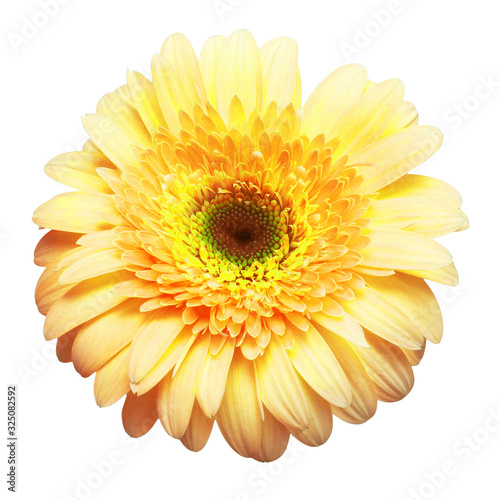 Flower head yellow gerbera isolated on white background. Summer. Spring. Flat lay  top view. Love. Valentine s Day