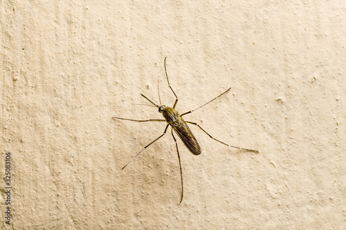Dangerous Zika Infected Mosquito on Wall. Leishmaniasis, Encephalitis, Yellow Fever, Dengue, Malaria Disease, Mayaro, EEEV or EEE Virus Infectious Culex Mosquito Parasite Insect Macro.