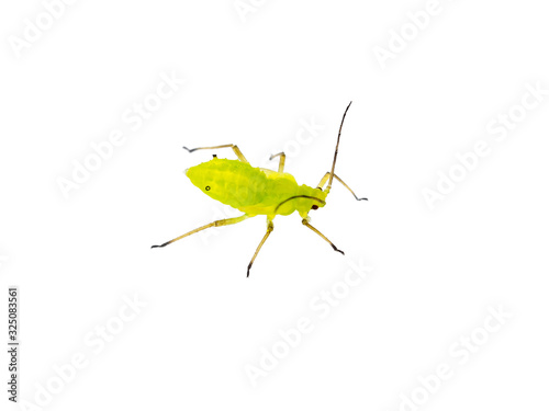Green Fly or Aphid Parasite Insect Isolated on White Background
