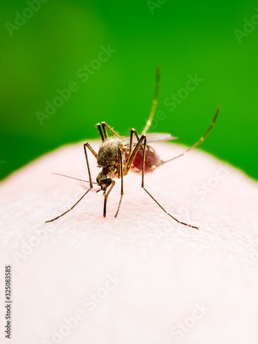 Dangerous Malaria Infected Culex Mosquito Bite, Leishmaniasis, Encephalitis, Yellow Fever, Dengue, Mayaro Disease, Zika, EEEV or EEE Virus Infectious Parasite Insect on Green Background © nechaevkon