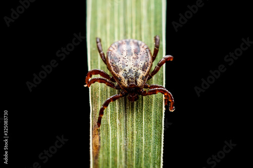 Encephalitis Tick Insect Crawling on Green Grass Isolated on Black. Encephalitis Virus or Lyme Borreliosis Disease Infectious Dermacentor Tick Arachnid Parasite Macro. photo