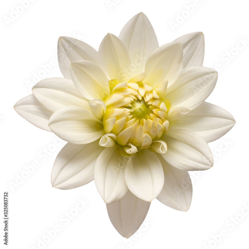 Wallpaper Mural White dahlia flower head isolated on white background. Spring time, garden. Flat lay, top view Torontodigital.ca