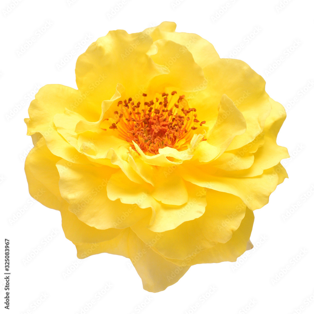 Yellow rose head flower isolated on white background. Wedding card, bride. Greeting. Summer. Spring. Flat lay, top view. Love. Valentine's Day Yellow rose head flower isolated on white background. Wedding card, bride. Greeting. Summer. Spring. Flat lay, top view. Love. Valentine's Day