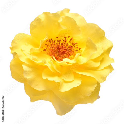 Yellow rose head flower isolated on white background. Wedding card, bride. Greeting. Summer. Spring. Flat lay, top view. Love. Valentine's Day