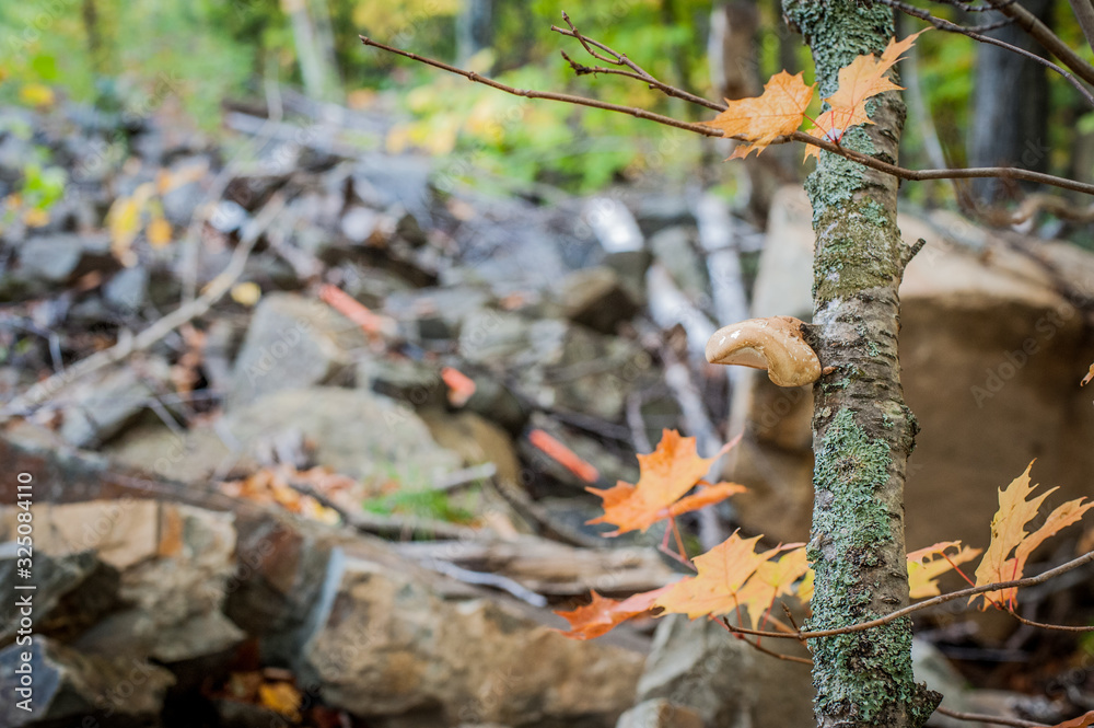 Obraz premium Mont-Sainte-Anne