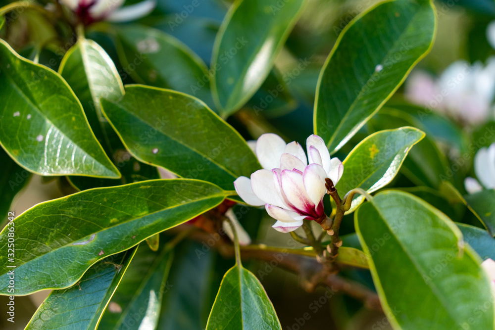 Flower of magnolia - Michelia compressa - are bloom in countryside of Nagasaki prefecture, JAPAN.