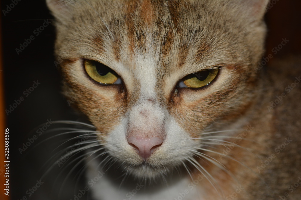 Cat Cat