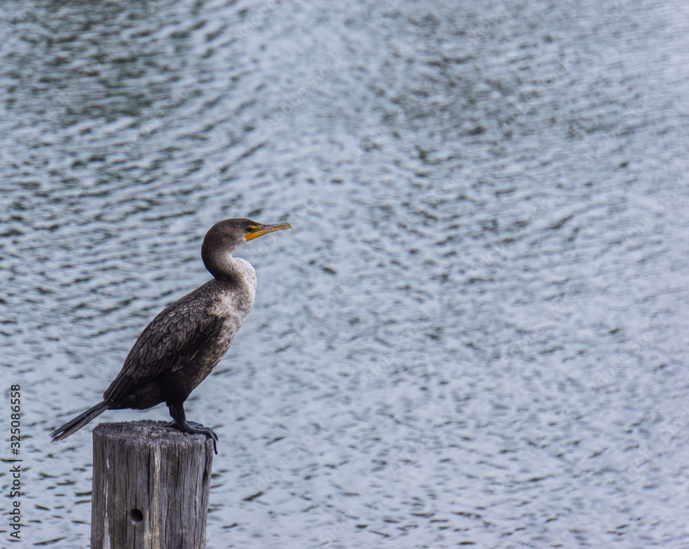 Cormorant on post on Tampa Bay Cormorant on post on Tampa Bay
