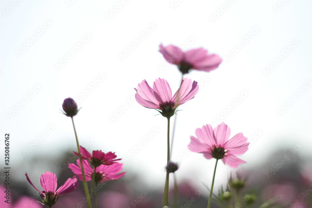 blooming cosmos flowers in garden blooming cosmos flowers in garden