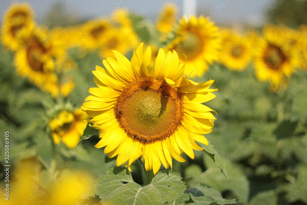 Fototapeta premium the blooming sunflowers as summer vacation holiday concept