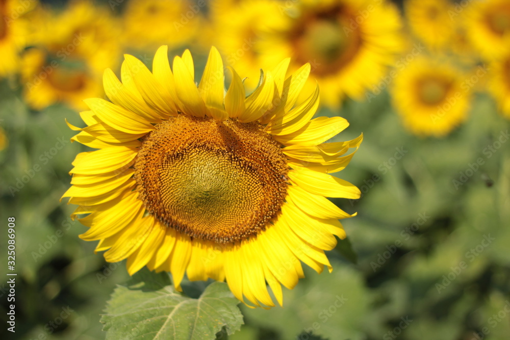the blooming sunflowers as summer vacation holiday concept the blooming sunflowers as summer vacation holiday concept