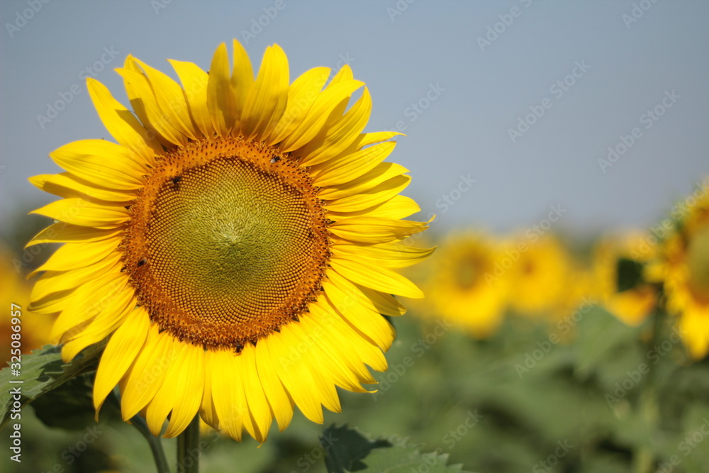 the blooming sunflowers as summer vacation holiday concept