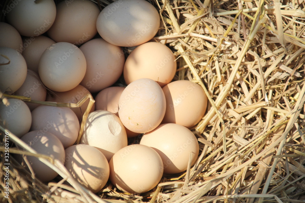 eggs in the nest with sunlight and shadow closeup for background eggs in the nest with sunlight and shadow closeup for background