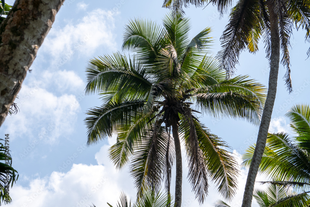 palm tree with blue sky in background