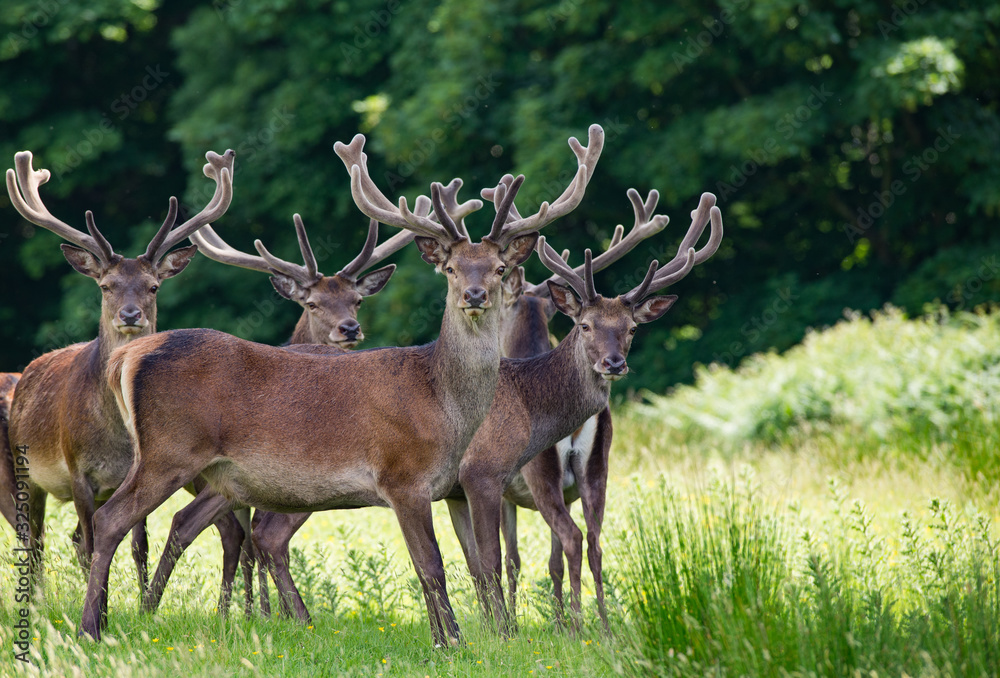 heard of red deer grazing in a summer meadow in Killarney national park heard of red deer grazing in a summer meadow in Killarney national park