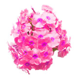 Pink head phlox flower isolated on white background. Flat lay, top view