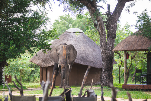Elephant in safari camp