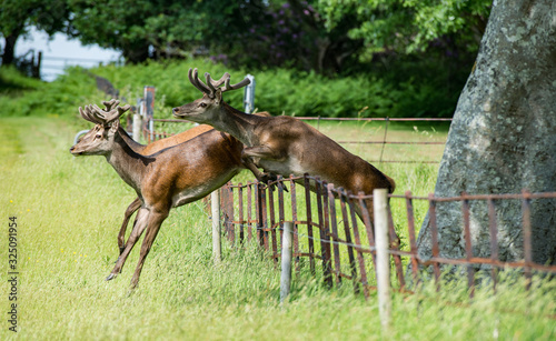 red deer jumping over a fence in Killarney national park, Ireland