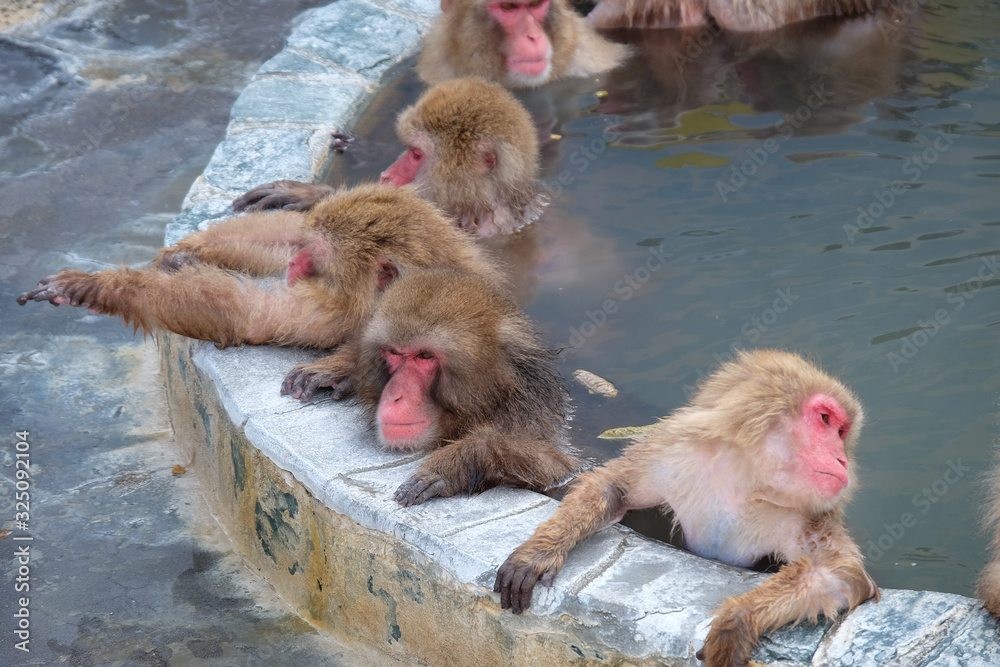 Naklejka premium 温泉につかるさる