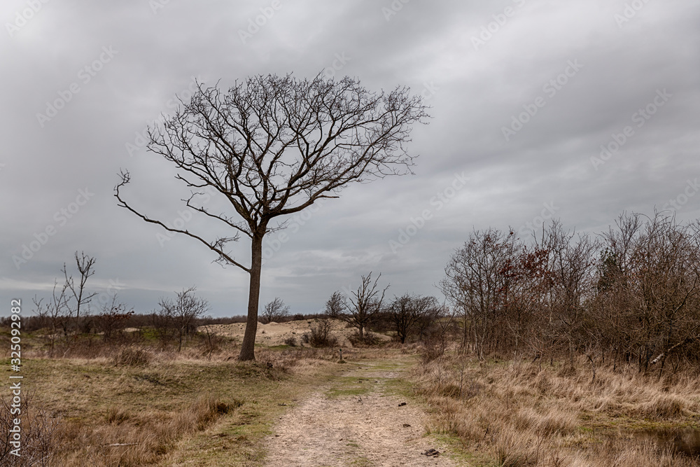 single tree nature in the dutch dunes single tree nature in the dutch dunes