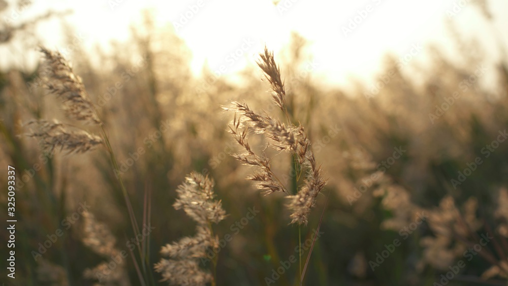 Obraz premium Natural meadow grass slowly swayed by wind blow. The beautiful green swaying grass field is relaxing & romantic. It waving along wind breeze. copy space. Green environment concept.