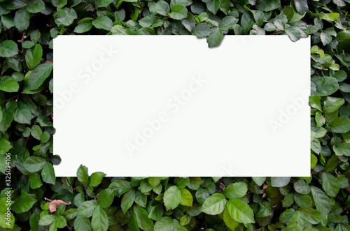 White frame with leaves background