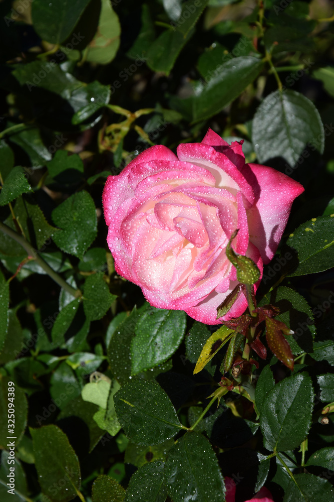 Pink Rose Blossoms with Water Drops on the Petals - Beautiful Garden Pink Rose Blossoms with Water Drops on the Petals - Beautiful Garden
