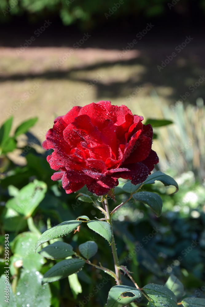 Obraz premium Red Rose Blossom with Water Drops on the Petals - Beautiful Garden