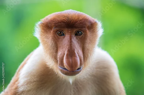 Obraz Wild Proboscis monkey or Nasalis larvatus, in rainforest of Borneo, Malaysia