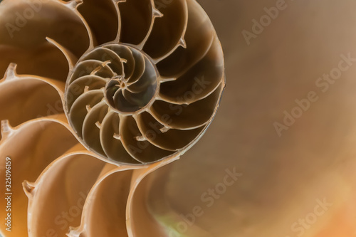 close view nautilus shell section revealing a logarithmic spiral