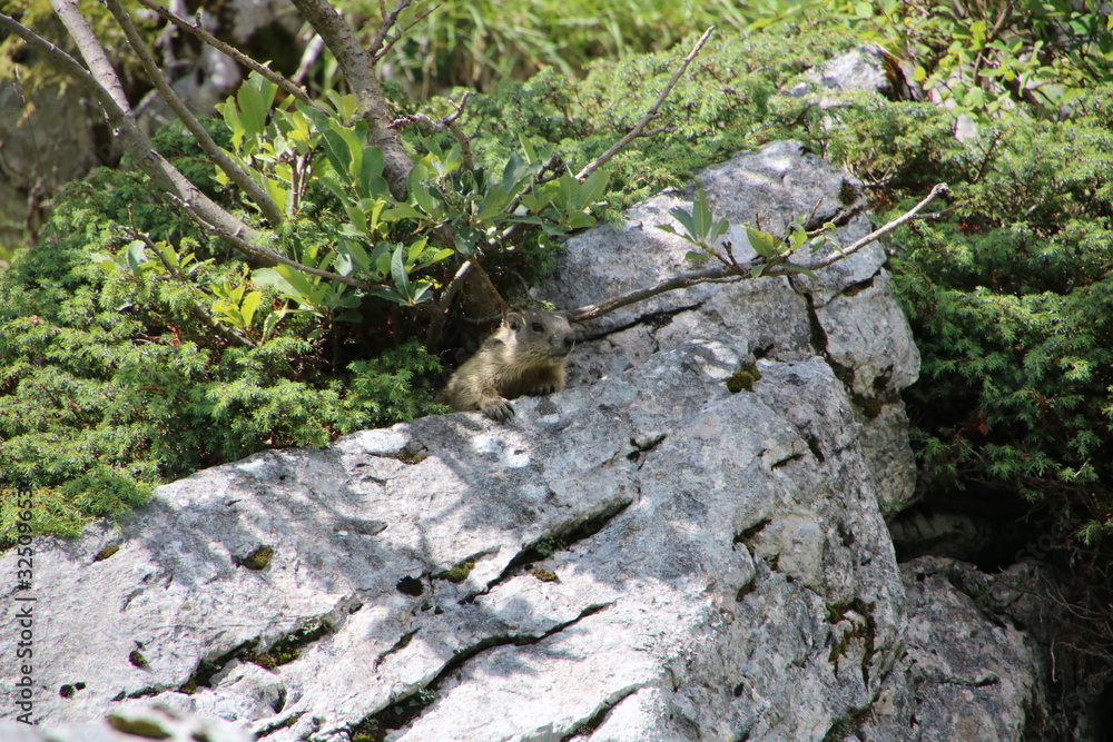 marmot marmot