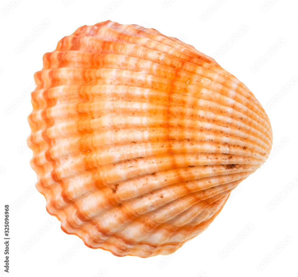 striped orange shell of cockle isolated on white striped orange shell of cockle isolated on white