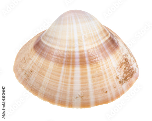 striped brown conch of clam isolated on white
