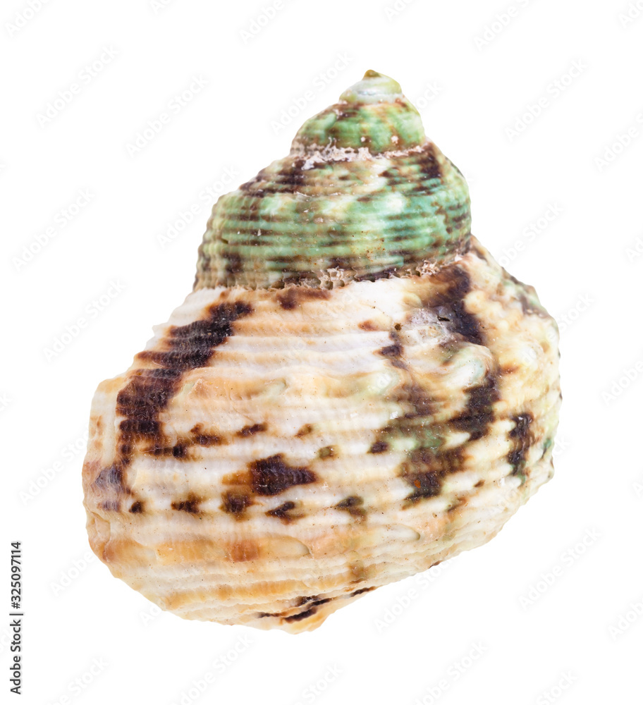 green and brown spotted shell of whelk mollusc green and brown spotted shell of whelk mollusc