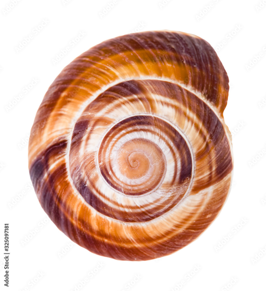 helix shell of edible snail isolated on white helix shell of edible snail isolated on white