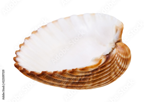 empty yellow brown seashell of cockle isolated