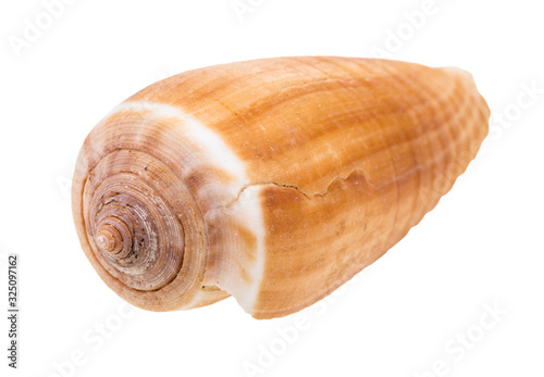 seashell of cone snail isolated on white