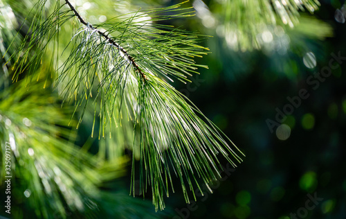 Bilde på lerret Long green needles of white pine Pinus strobus against sun on blurred green garden