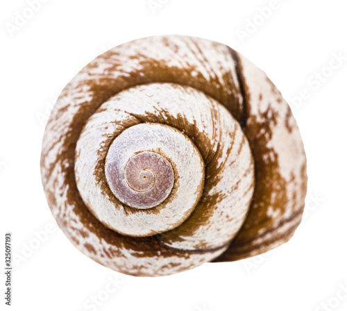 helix shell of snail isolated on white