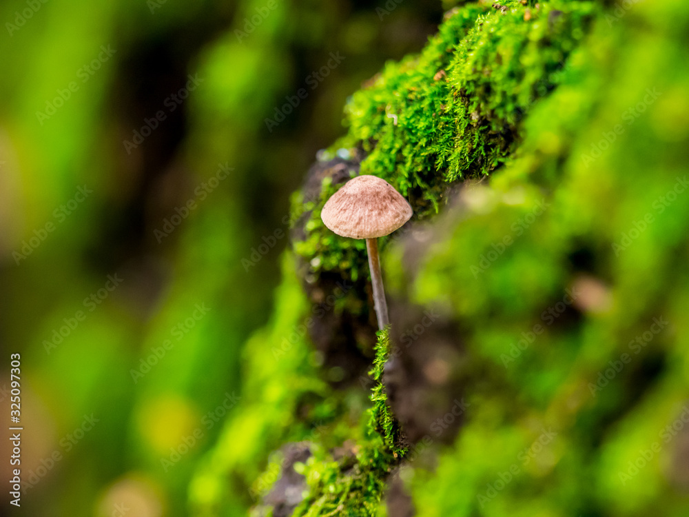 キノコ mushroom 1 キノコ mushroom 1
